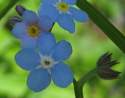 day4-flowers-blue