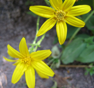 day4-flowers-yellow