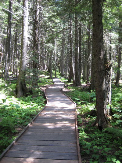 day4-hemlocks-and-cedars